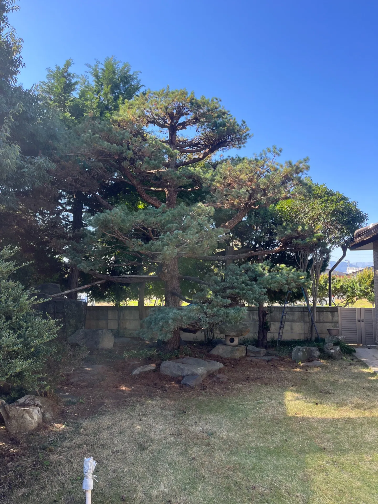 【長野県長野市・一軒家】何年も放置されていた五葉松を剪定しました!