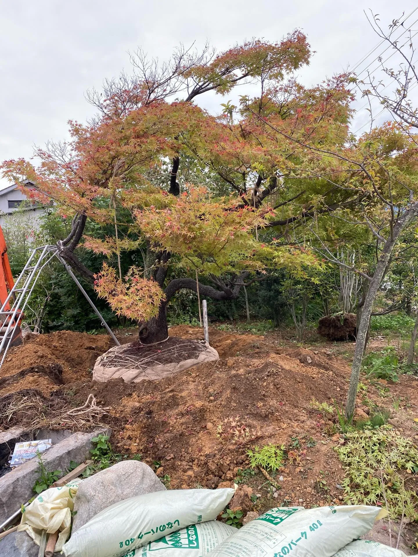 植栽 珍しい柿の木もみじ